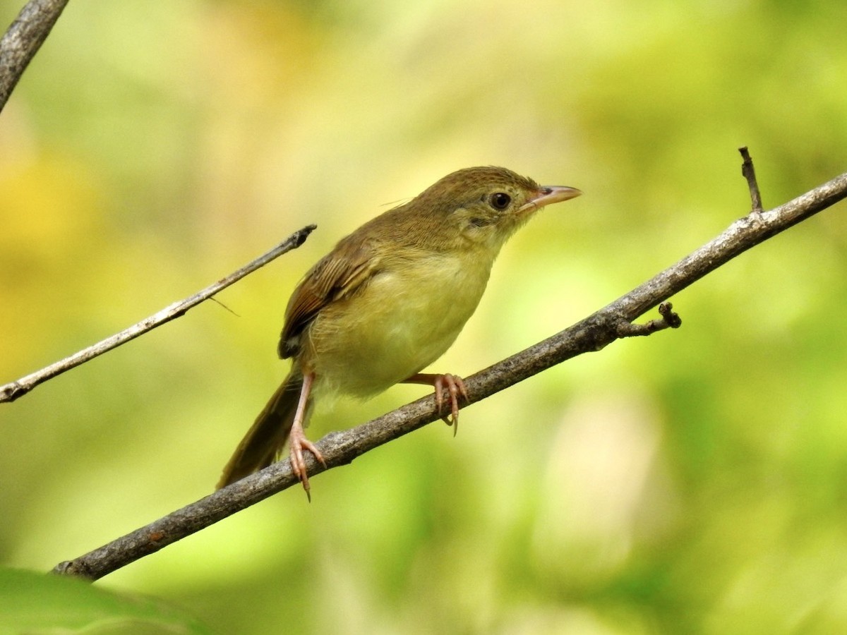 Brown Prinia - ML642214680