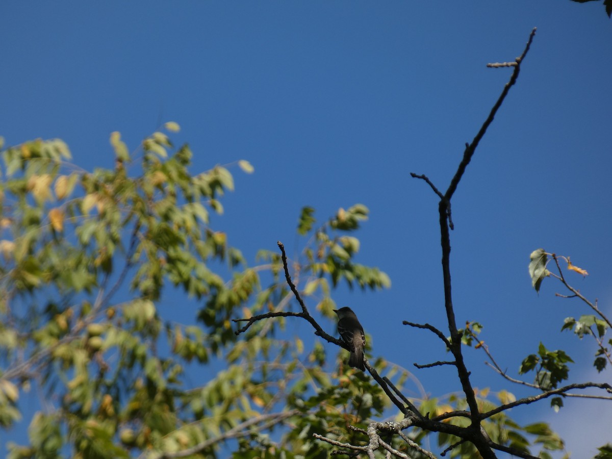 Eastern Wood-Pewee - ML642214681