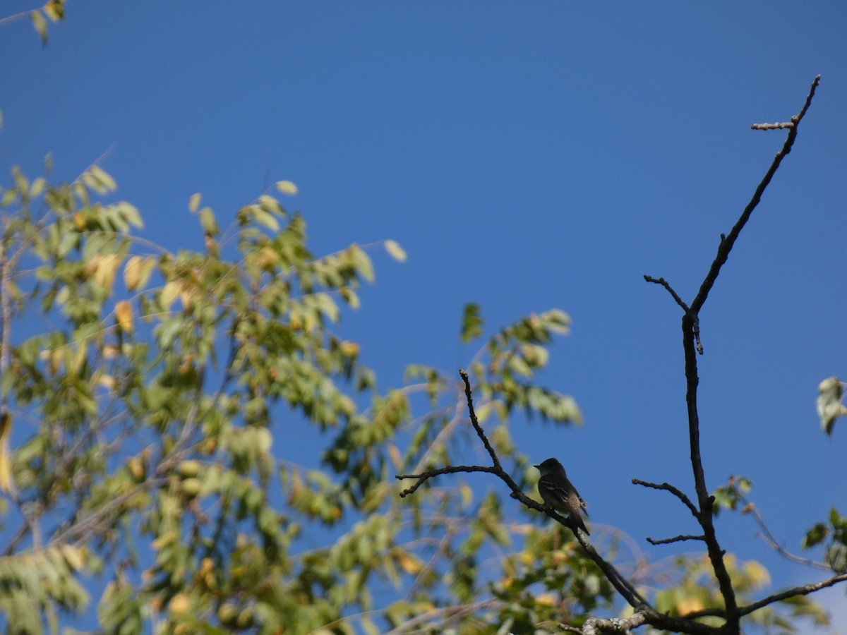Eastern Wood-Pewee - ML642214682