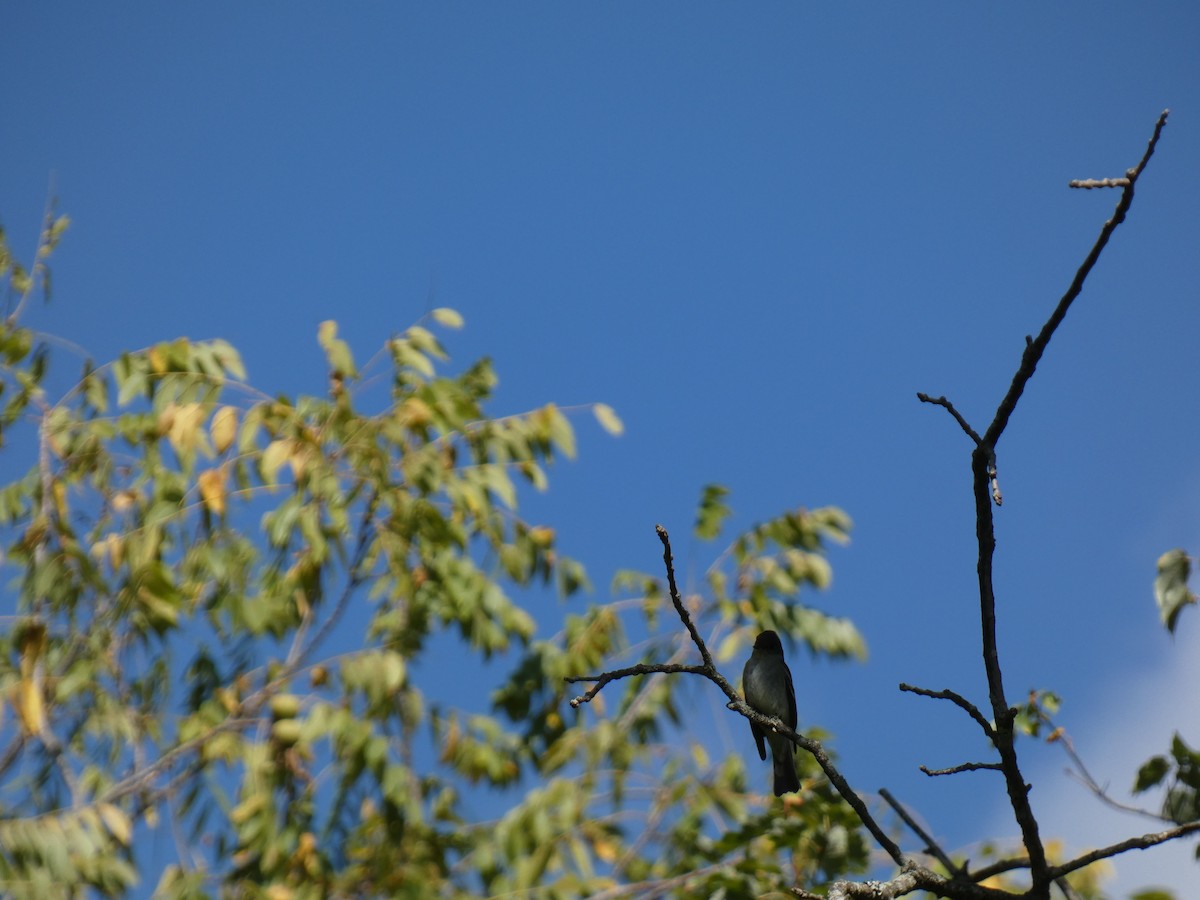 Eastern Wood-Pewee - ML642214683