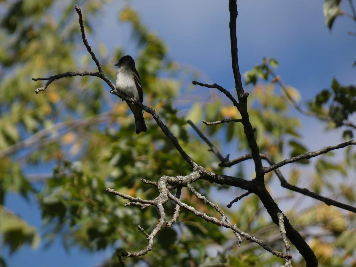 Eastern Wood-Pewee - ML642214688