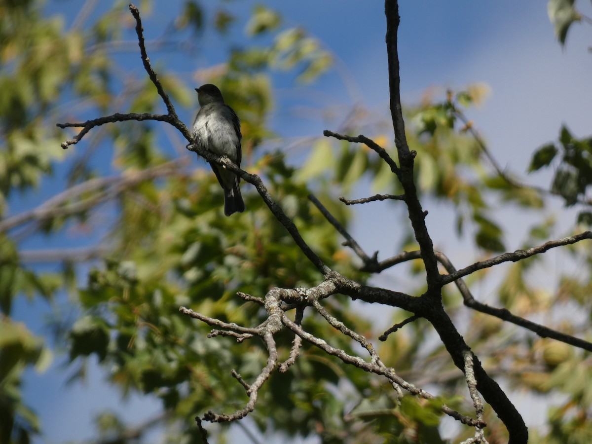 Eastern Wood-Pewee - ML642214689