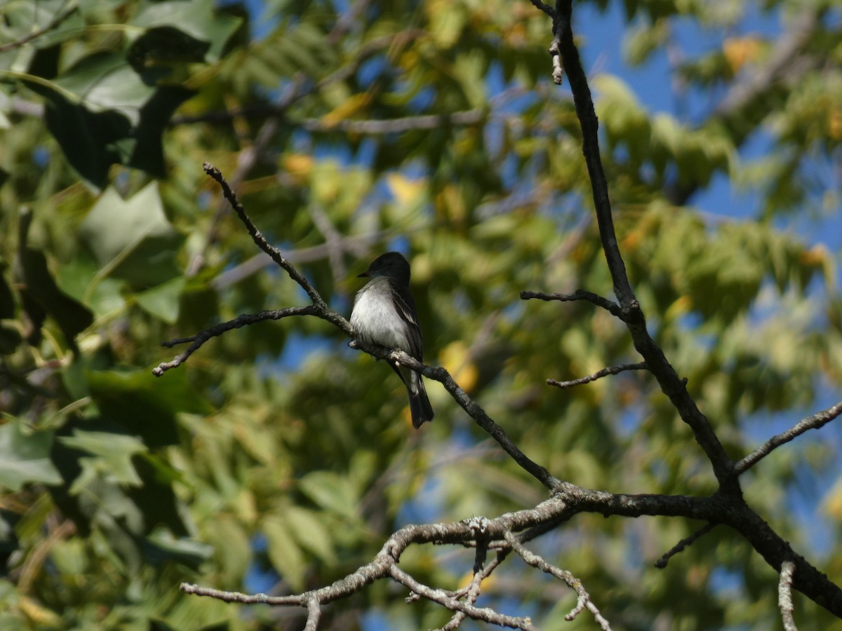 Eastern Wood-Pewee - ML642214690