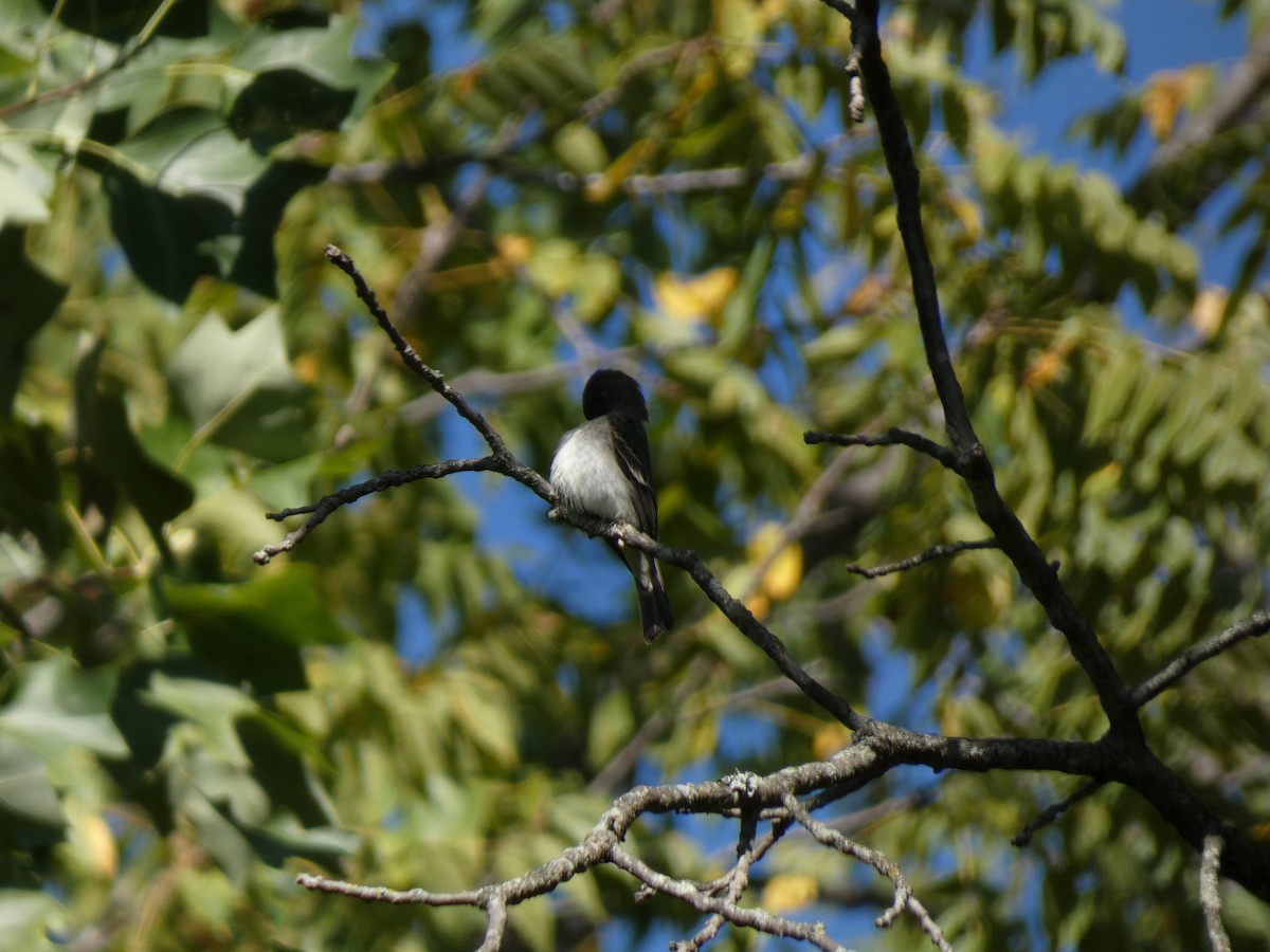 Eastern Wood-Pewee - ML642214691