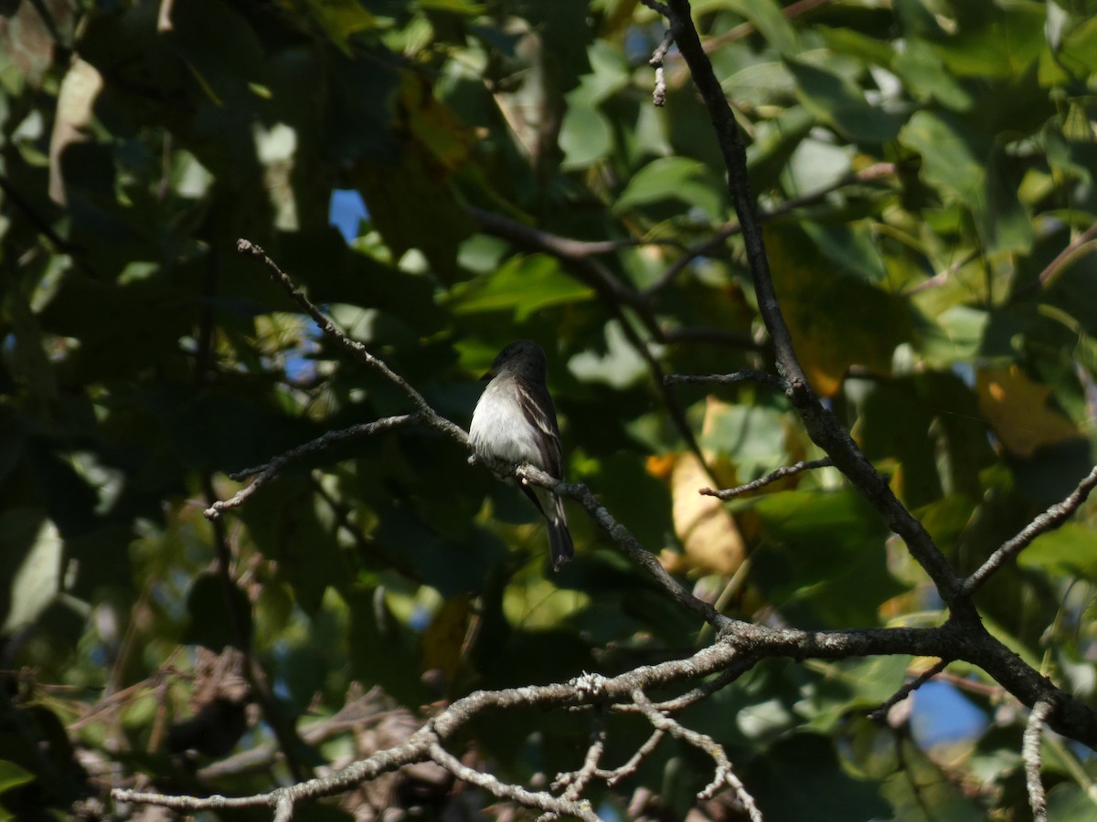 Eastern Wood-Pewee - ML642214692