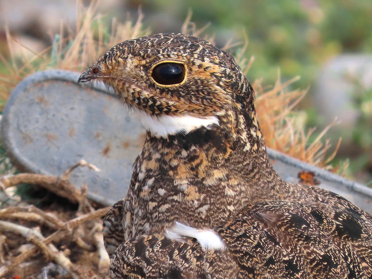 Nacunda Nighthawk - ML642214694