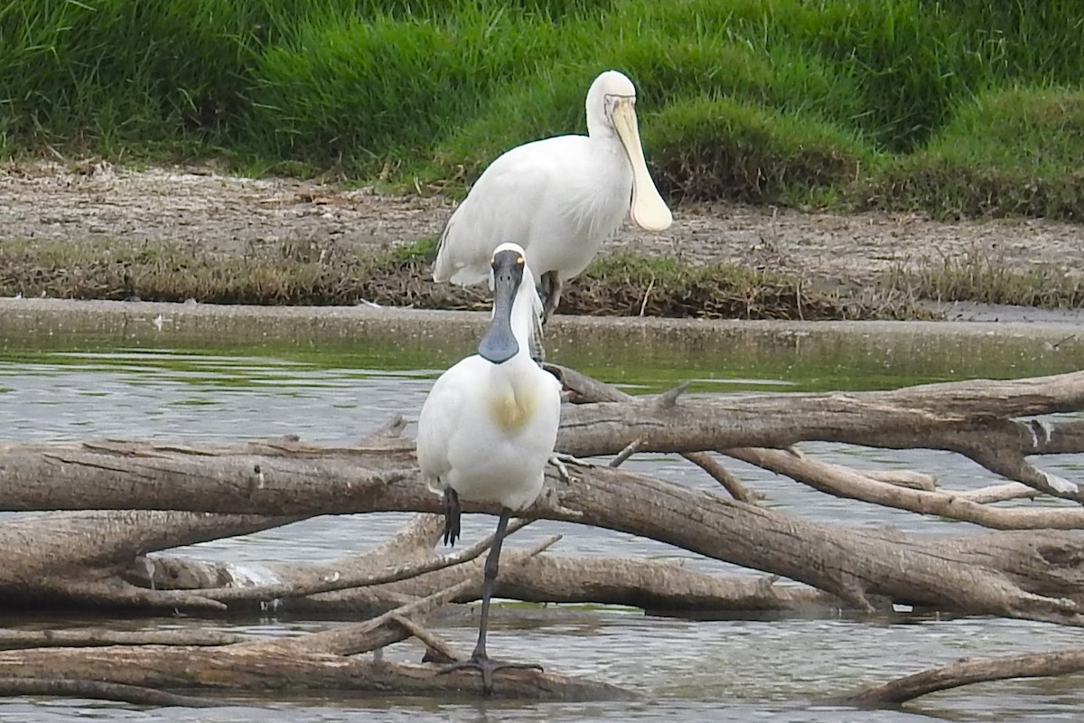 gulnebbskjestork - ML642214695
