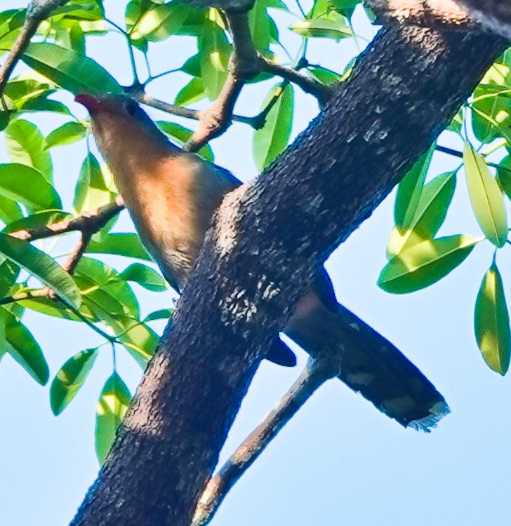 Red-billed Malkoha - ML642214735