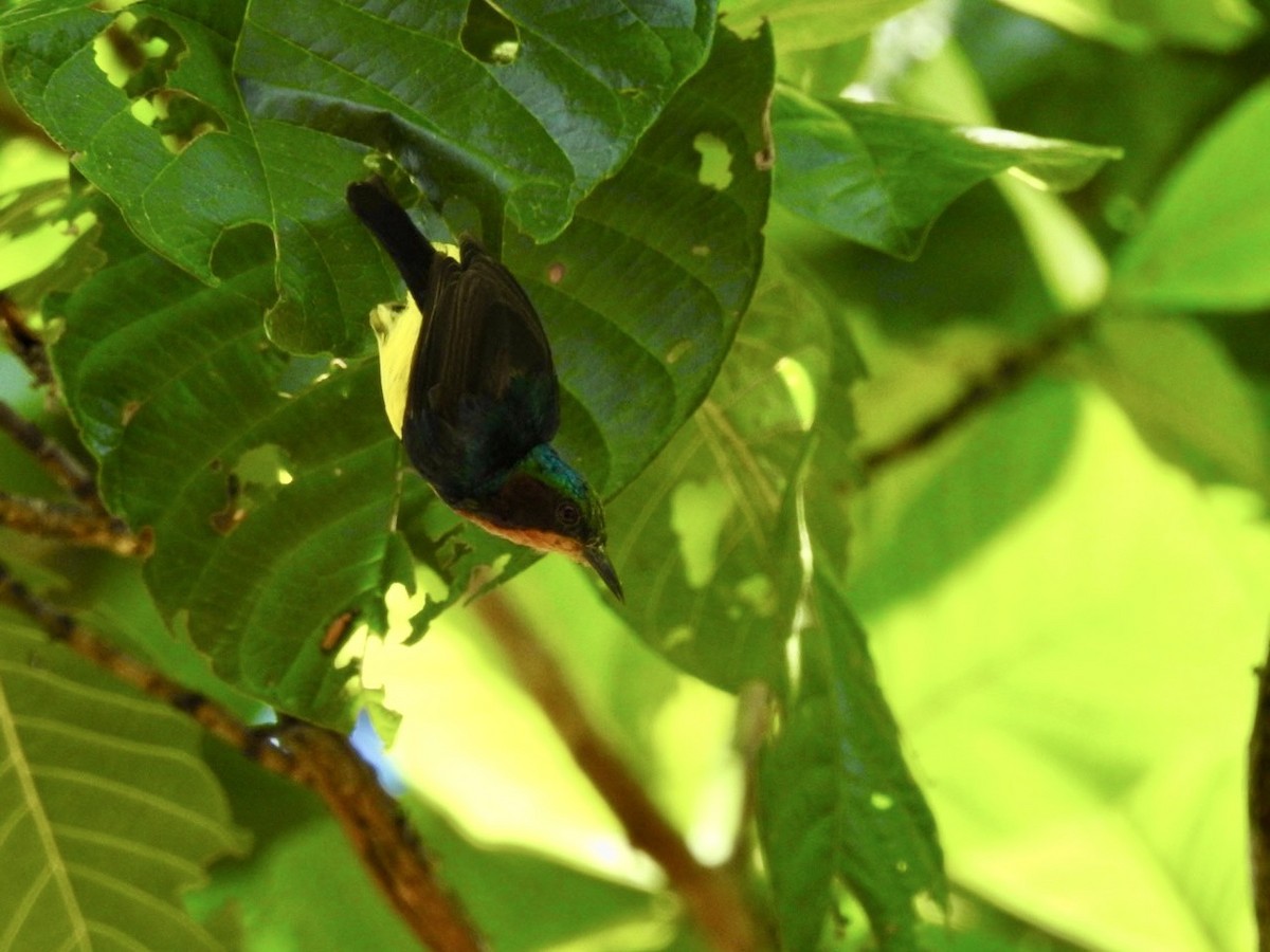 Ruby-cheeked Sunbird - ML642214753