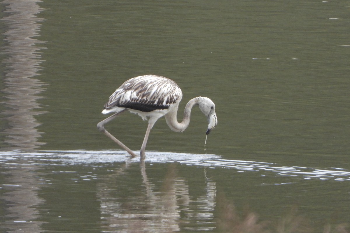Greater Flamingo - ML642214783