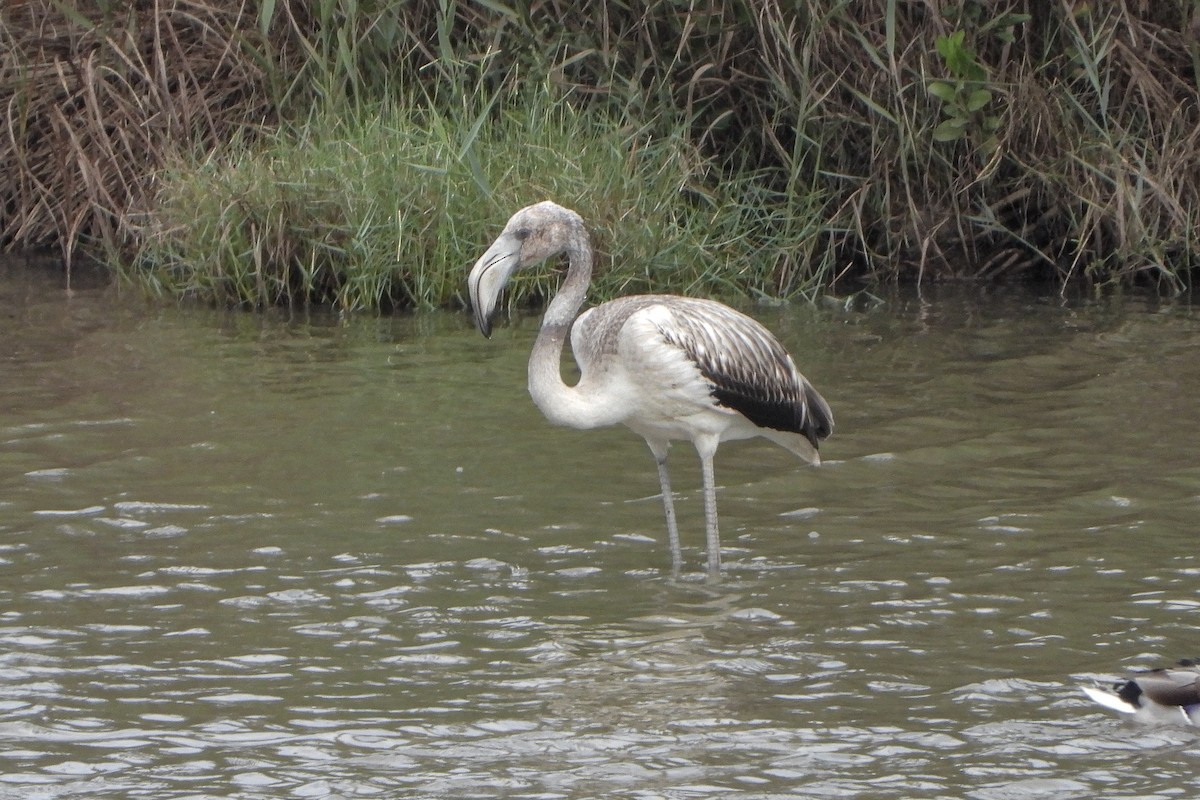 Greater Flamingo - ML642214784