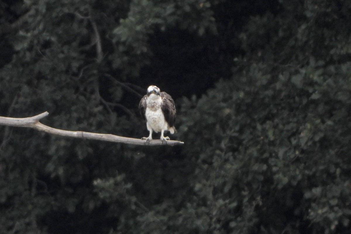 Osprey - ML642214788
