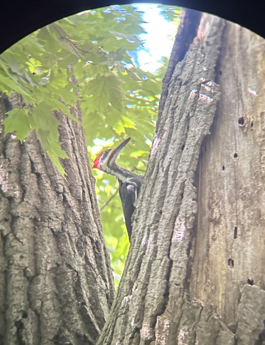 Pileated Woodpecker - ML642214793