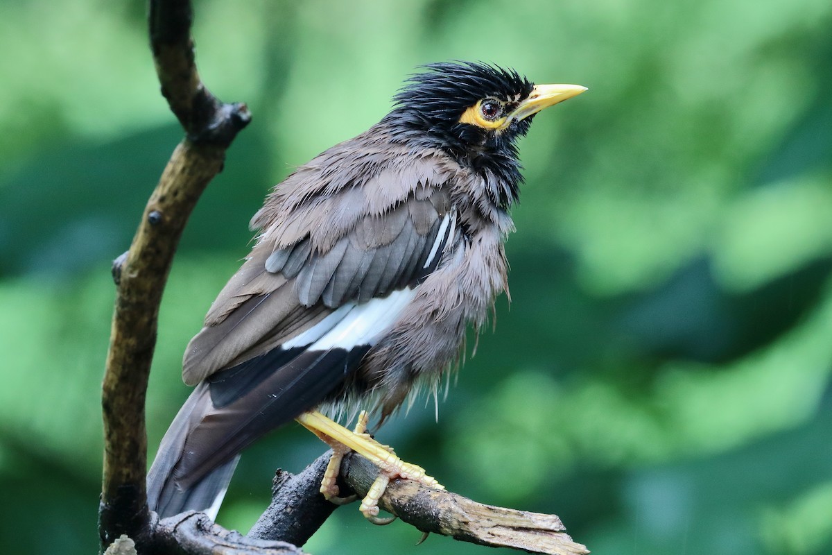 Common Myna - ML642214820