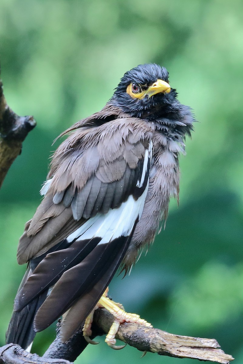 Common Myna - ML642214828