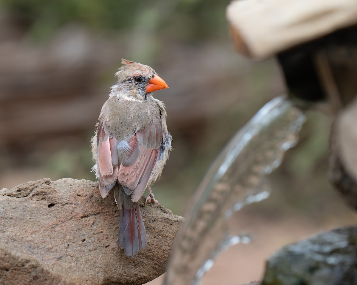 Northern Cardinal - ML642214860