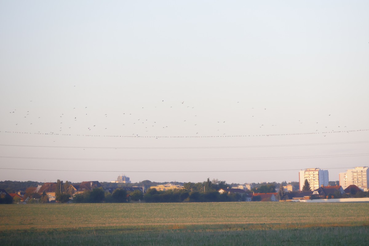 Common Wood-Pigeon - Patrik Amazouz