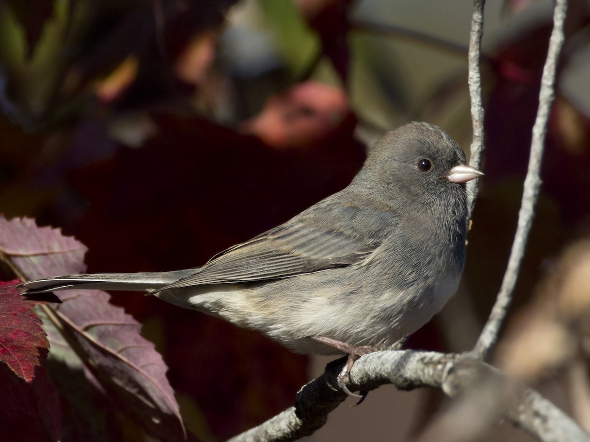 Dark-eyed Junco - ML642214887