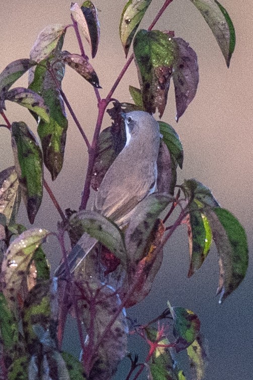 Lesser Whitethroat - ML642214893