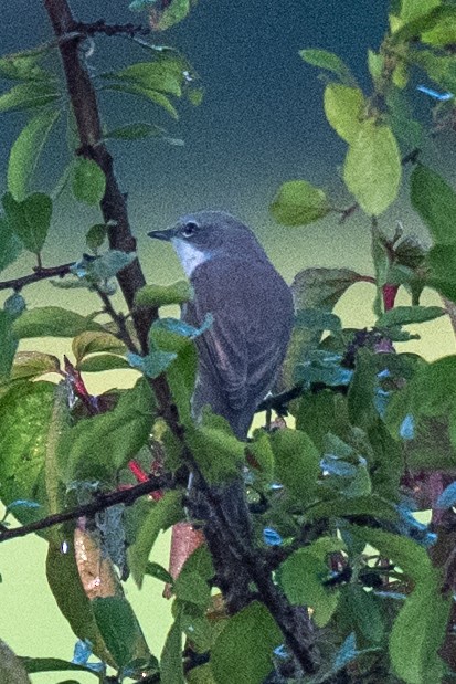 Lesser Whitethroat - ML642214894