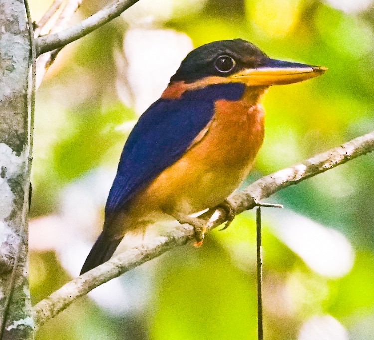 Rufous-collared Kingfisher - ML642214901