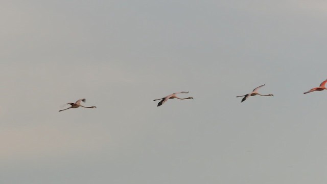 American Flamingo - ML642214905