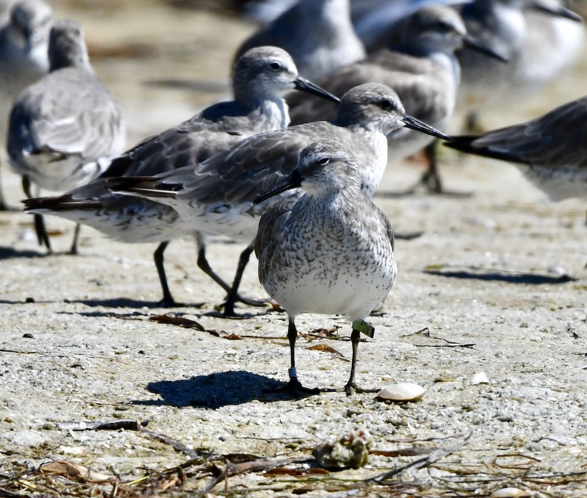 Red Knot - ML642214935
