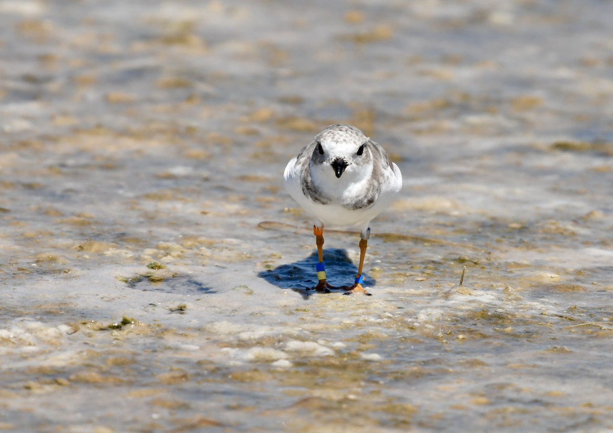 Piping Plover - ML642214953