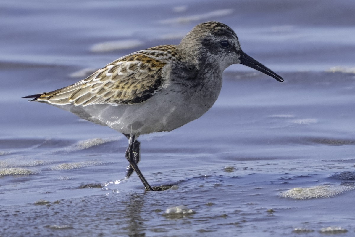Western Sandpiper - Grant Price