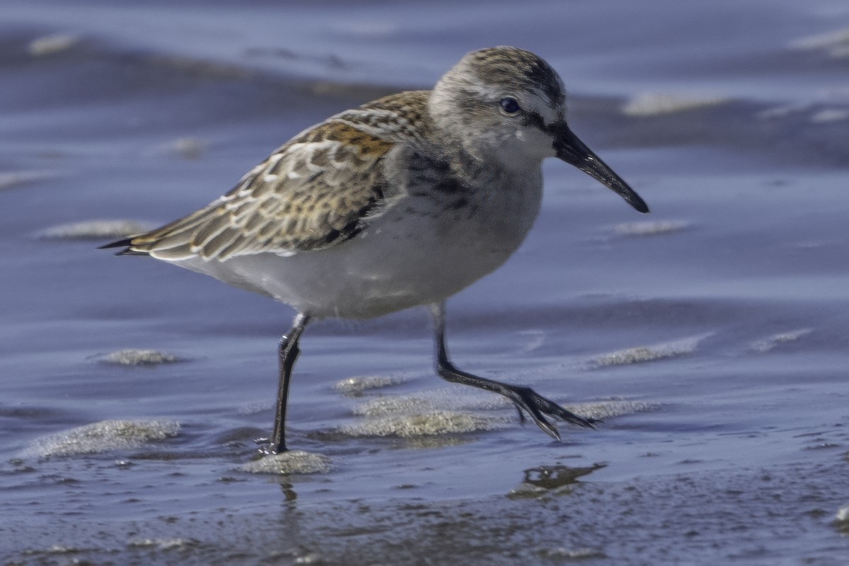 Western Sandpiper - Grant Price
