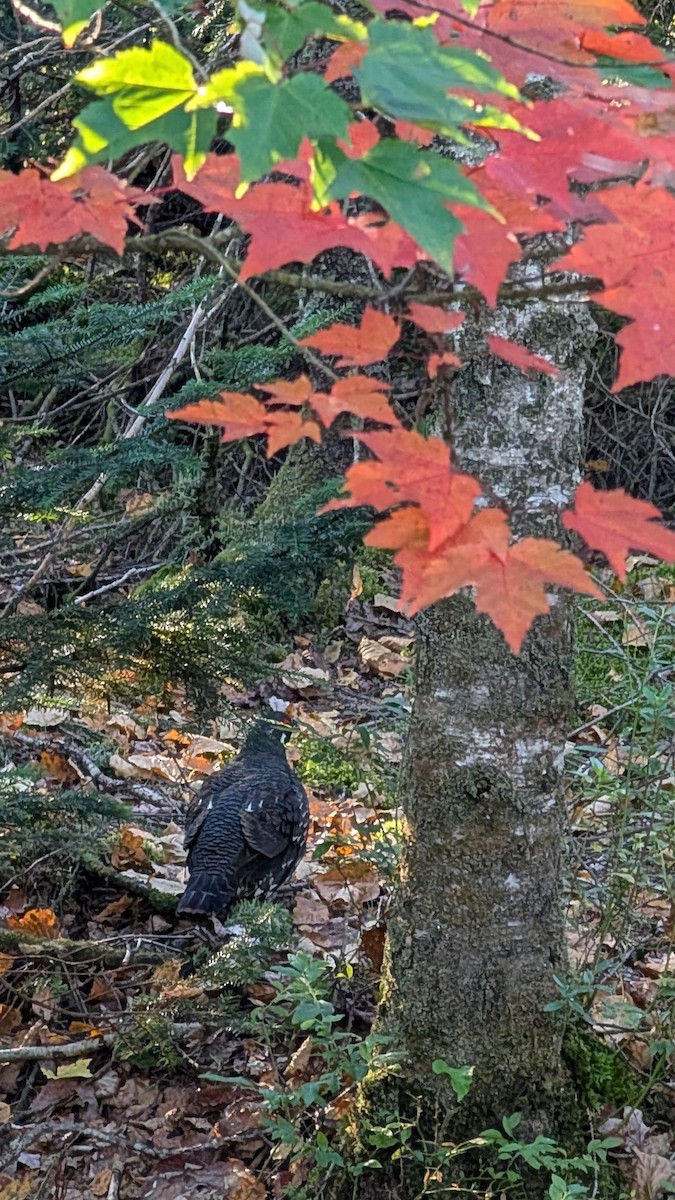 Spruce Grouse - ML642214983