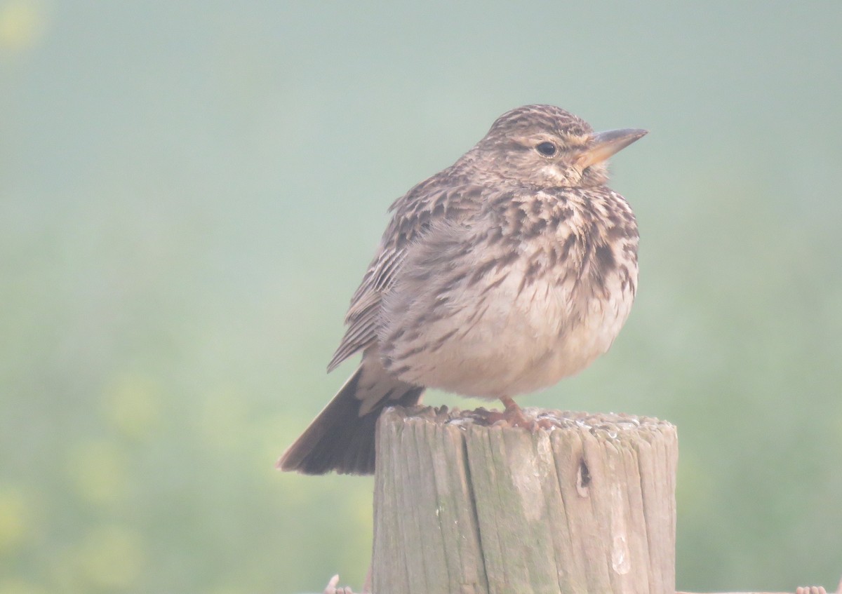 Large-billed Lark - ML642214986
