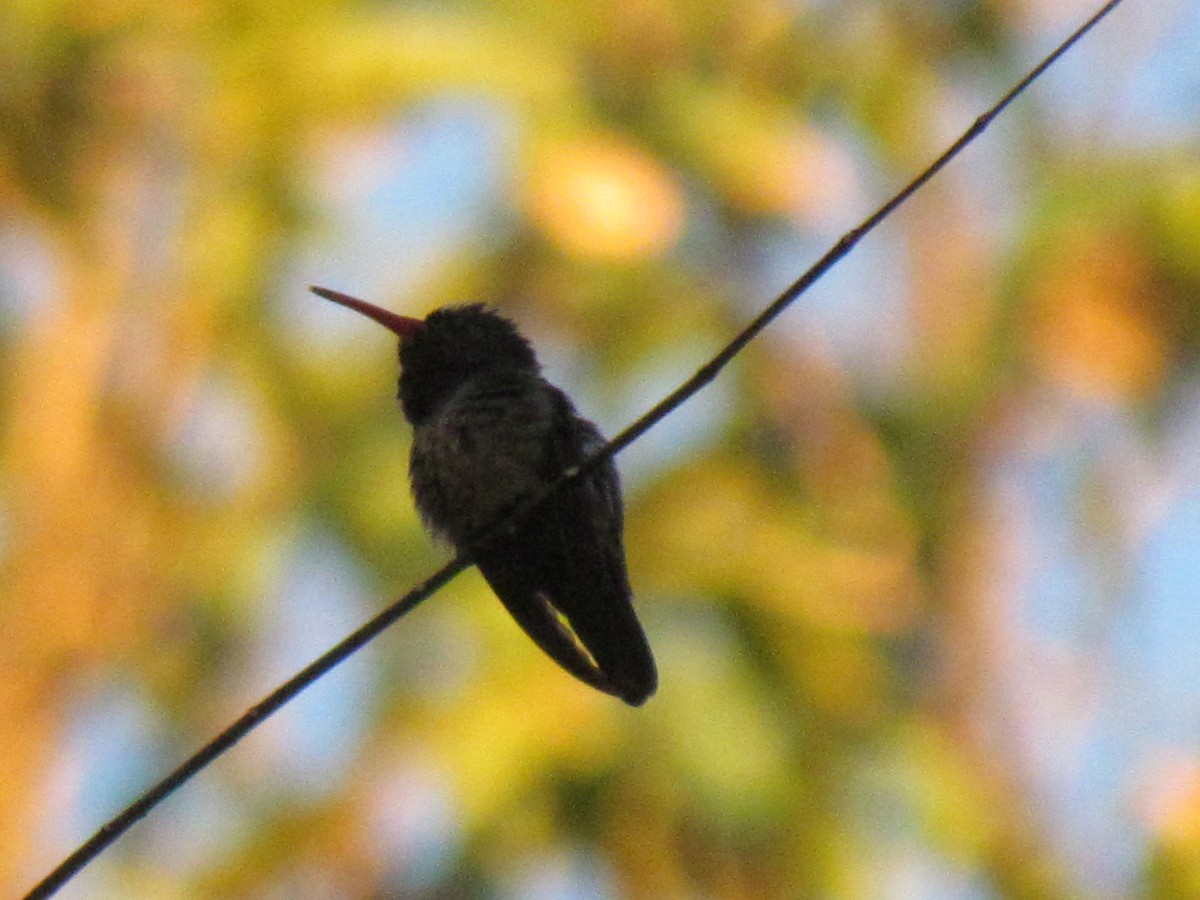 gullstjertkolibri - ML642214998