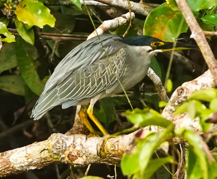 Striated Heron (Old World) - ML642214999