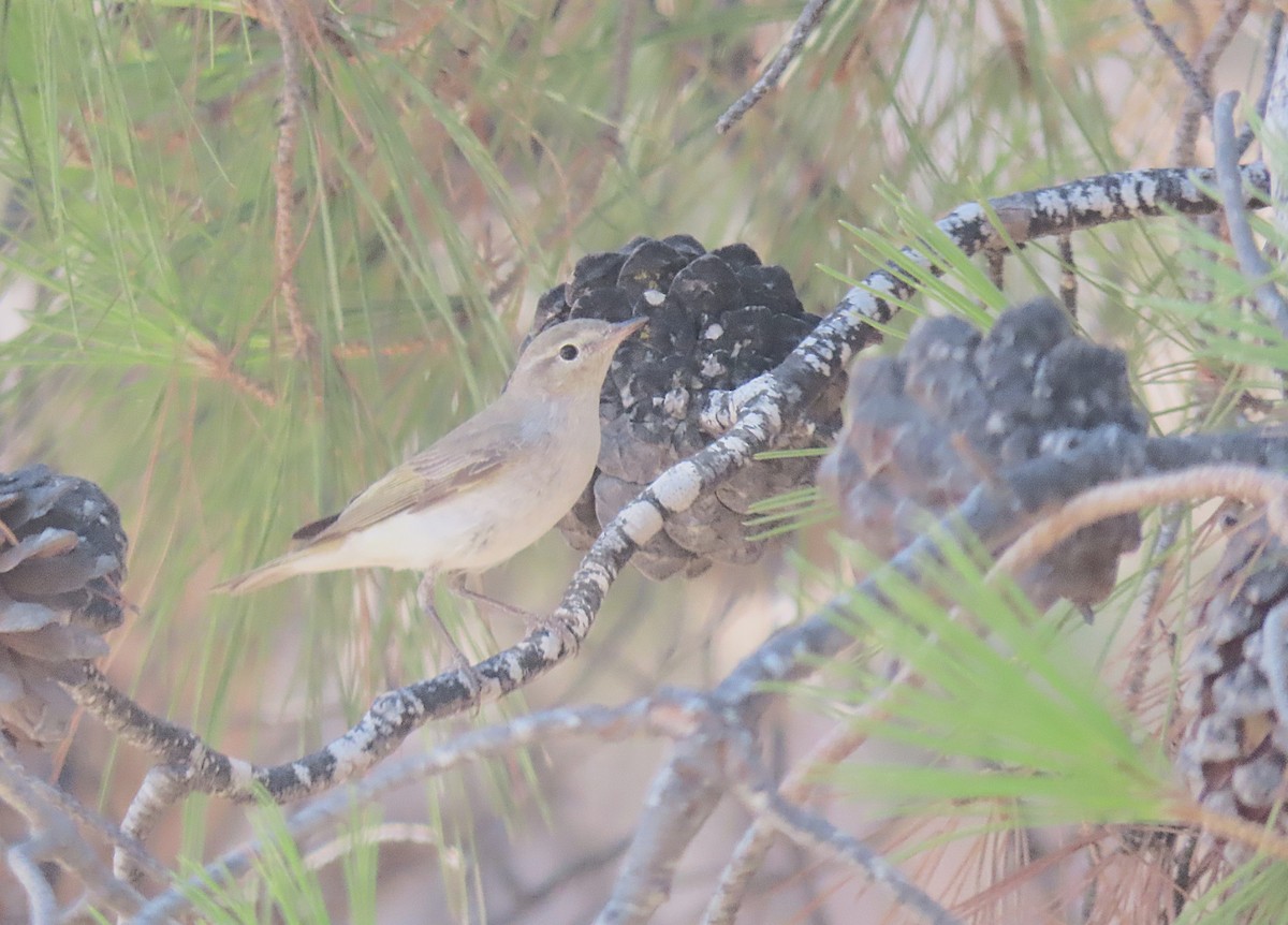 Eastern Bonelli's Warbler - ML642215027