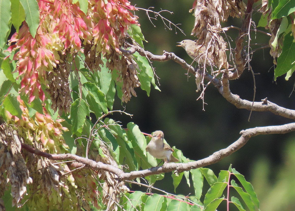 Eastern Bonelli's Warbler - ML642215028
