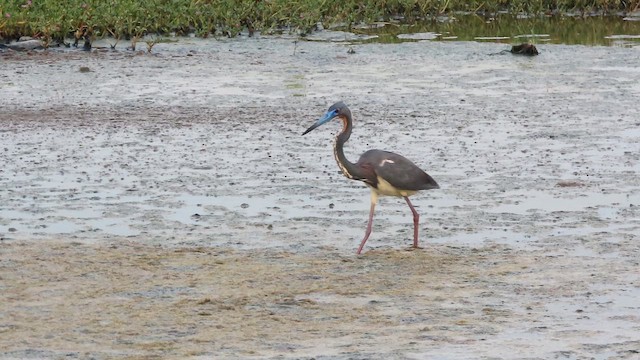 サンショクサギ - ML642215057