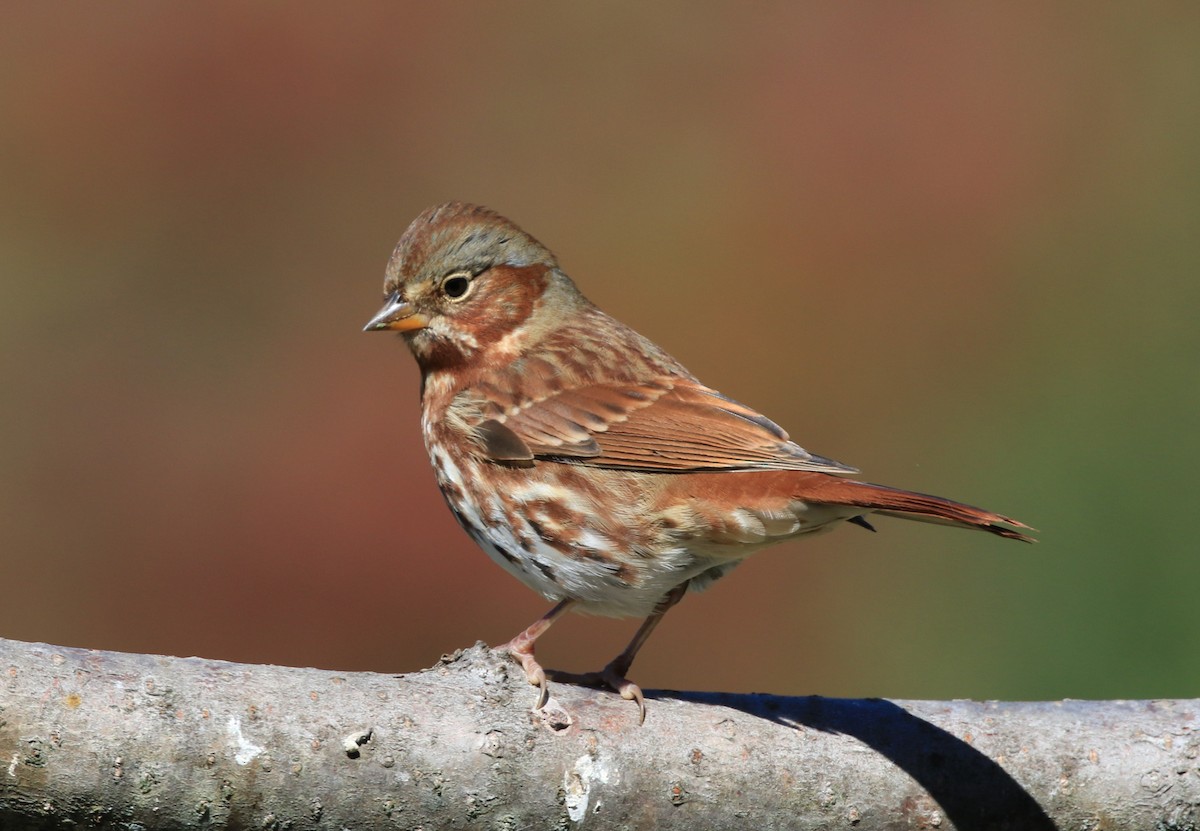 Fox Sparrow - ML642215061