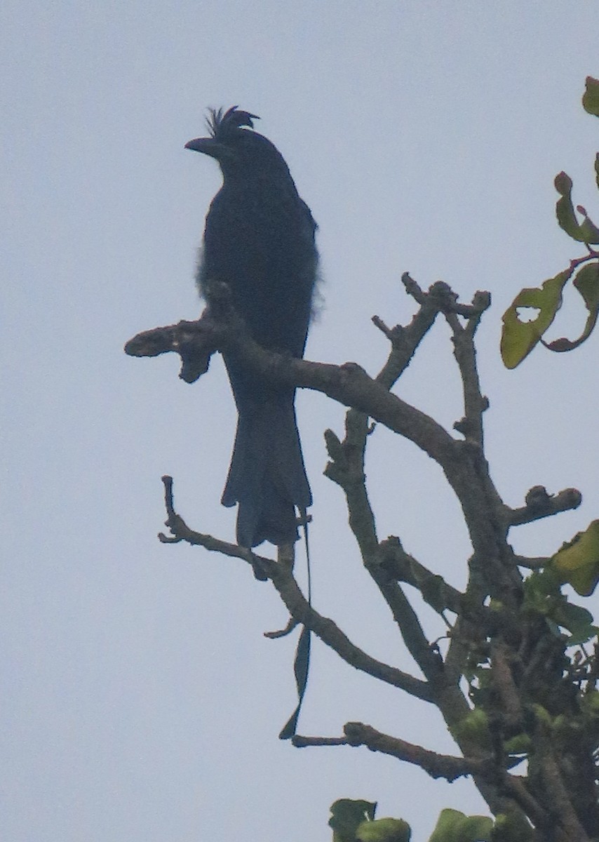 Greater Racket-tailed Drongo - ML642215089