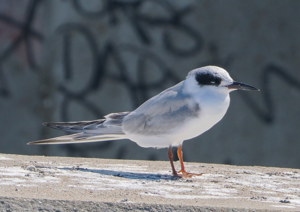 Forster's Tern - ML642215107