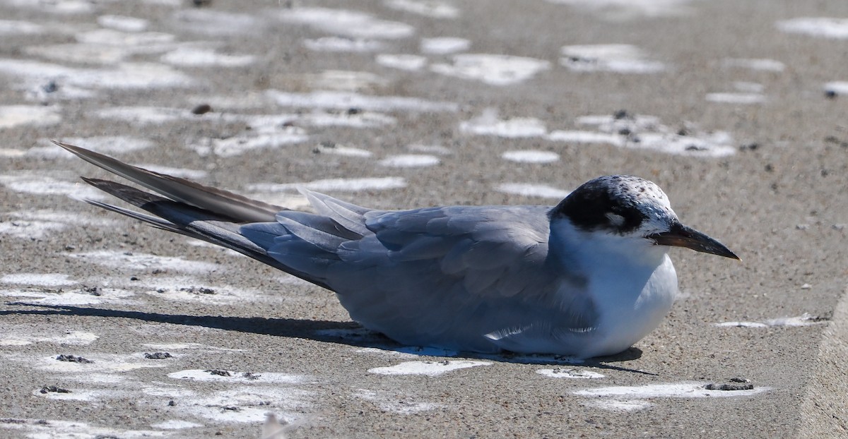 Forster's Tern - ML642215112