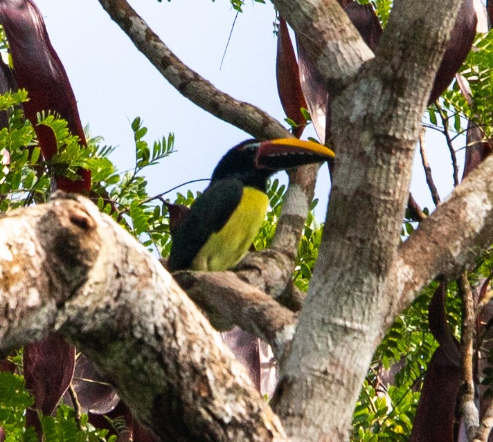 Green Aracari - ML642215113