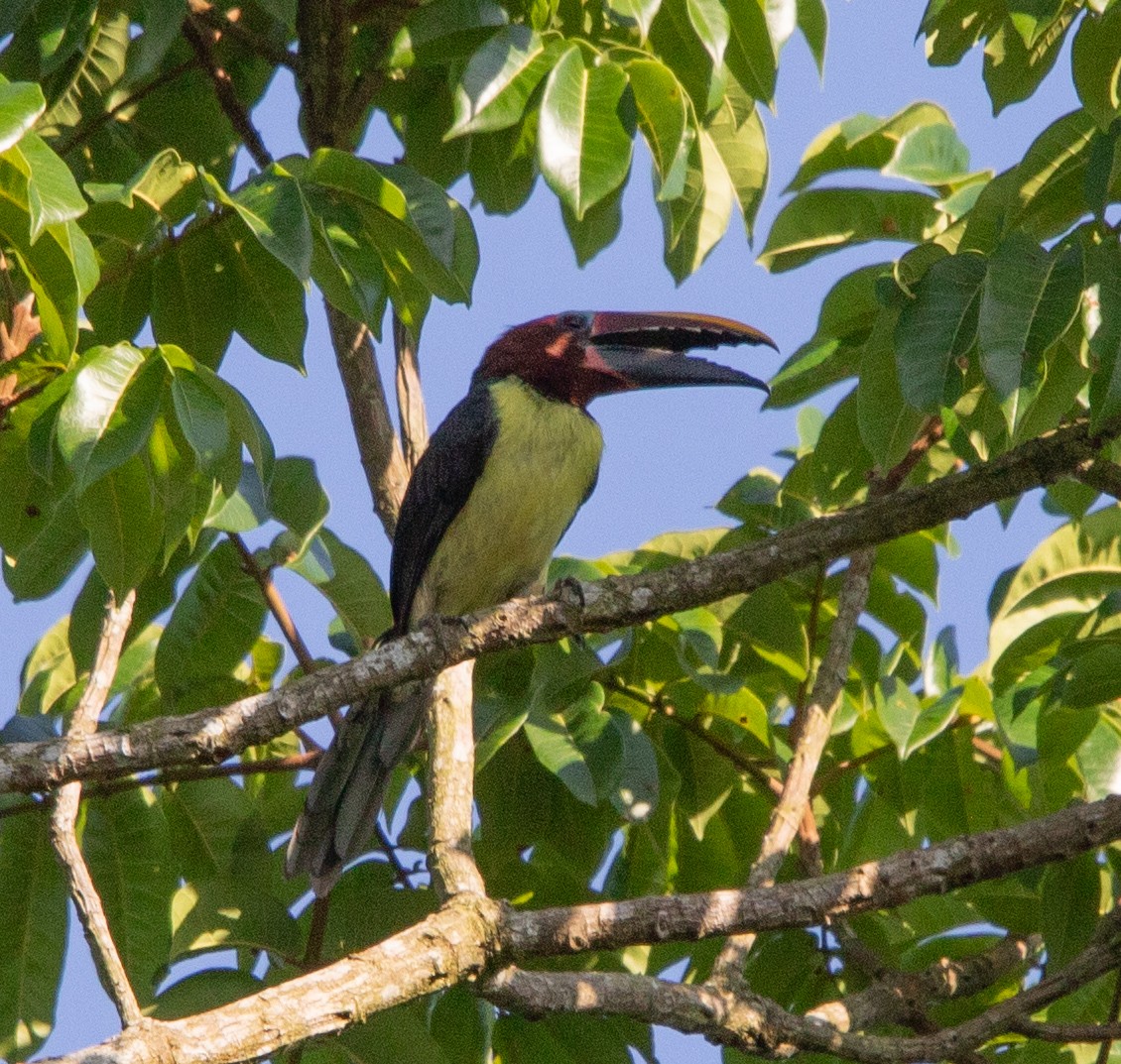Green Aracari - ML642215114