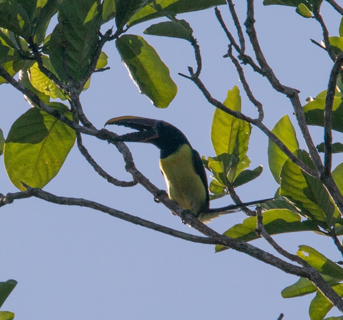 Green Aracari - ML642215115
