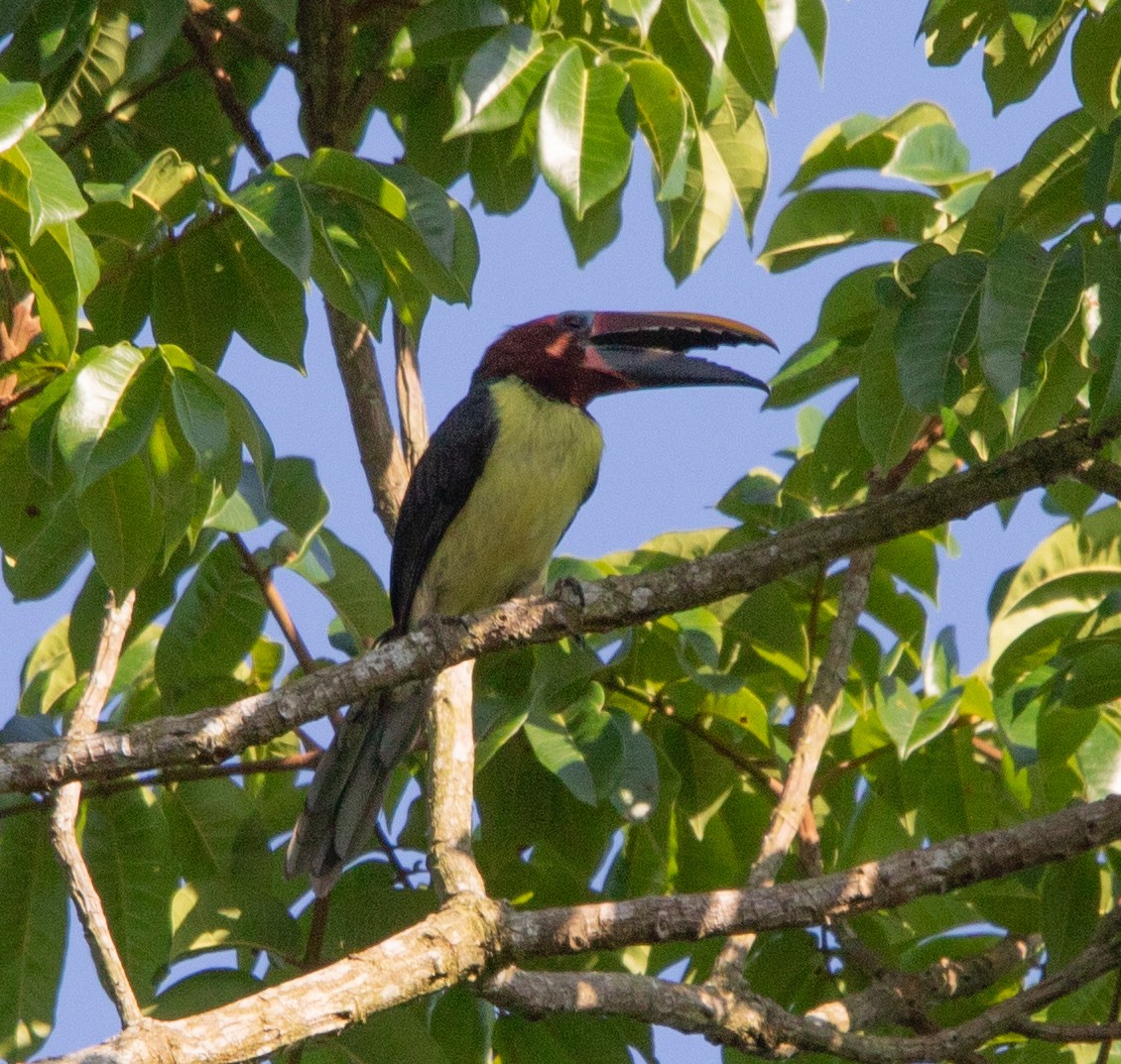Green Aracari - ML642215116