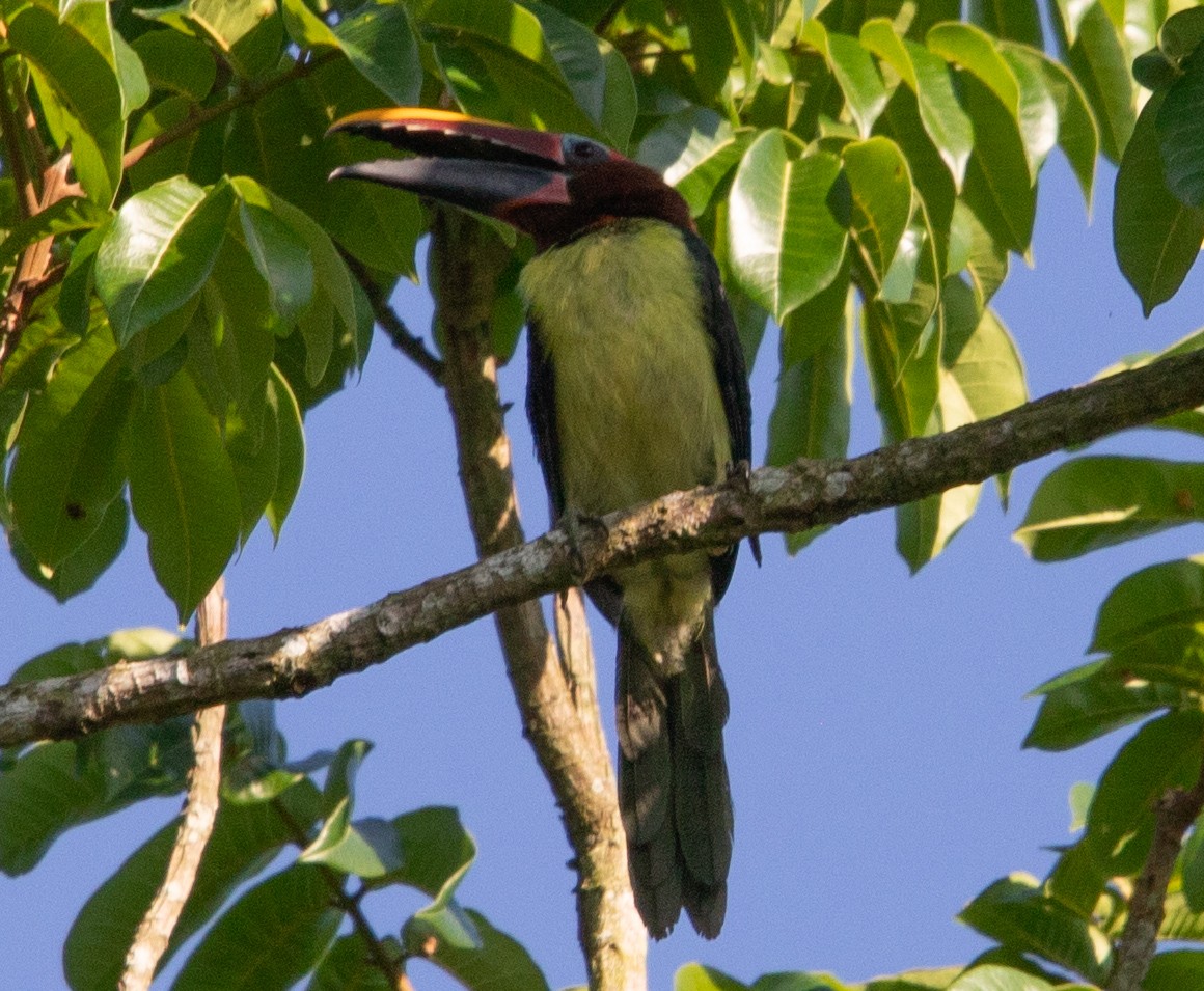 Green Aracari - ML642215117