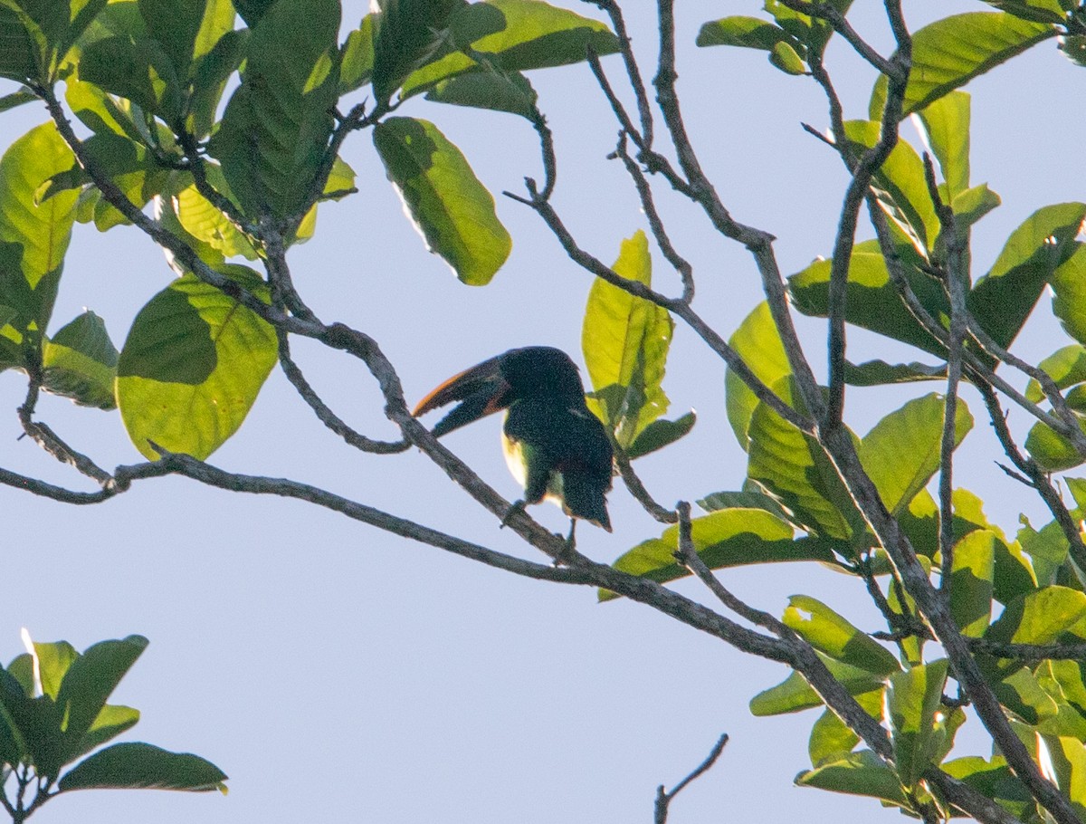 Green Aracari - ML642215118