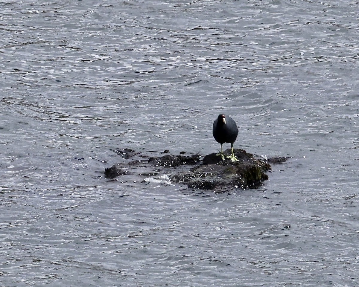 Slate-colored Coot - ML642215135