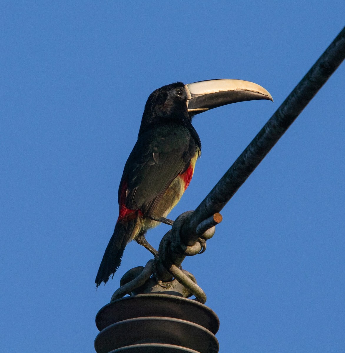 Black-necked Aracari - ML642215137