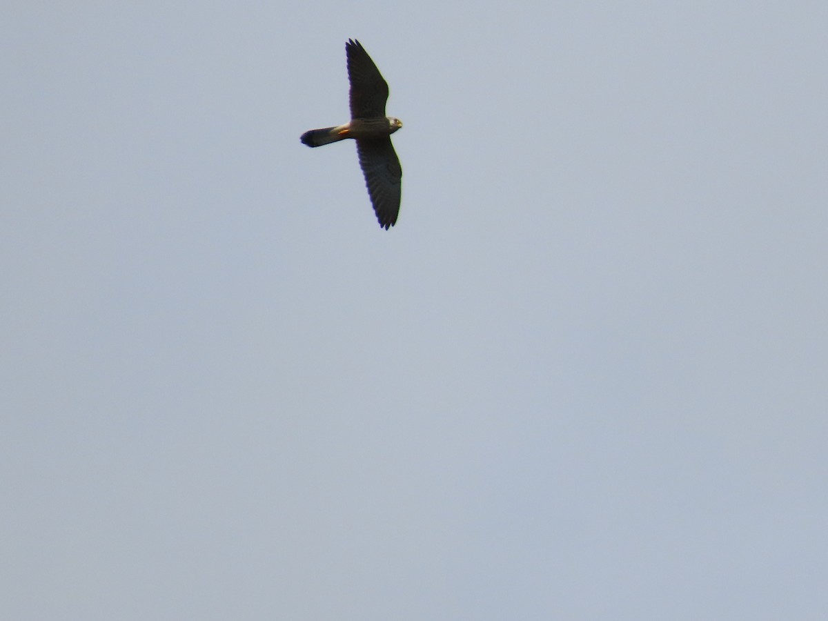 Lesser Kestrel - ML642215141